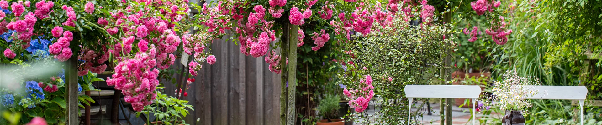 Gartenimpression - Hochstammrose Gartenimpression - Hochstammrose