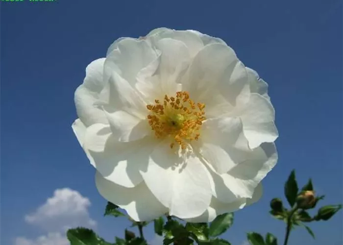 Beetrose 'Diamant'® Beetrose 'Diamant'®