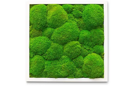 fleur ami PREMIUM Moos-Bild fleur ami PREMIUM Moos-Bild