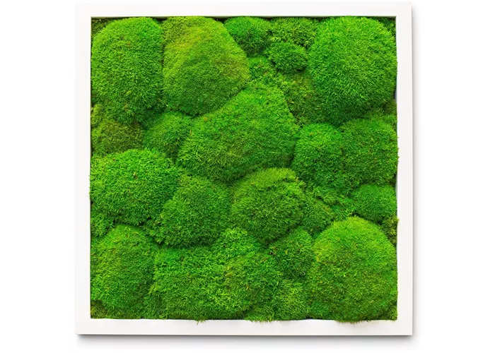 fleur ami PREMIUM Moos-Bild fleur ami PREMIUM Moos-Bild