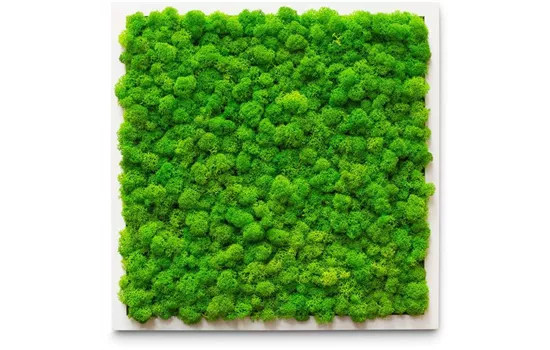 fleur ami PREMIUM Moos-Bild fleur ami PREMIUM Moos-Bild