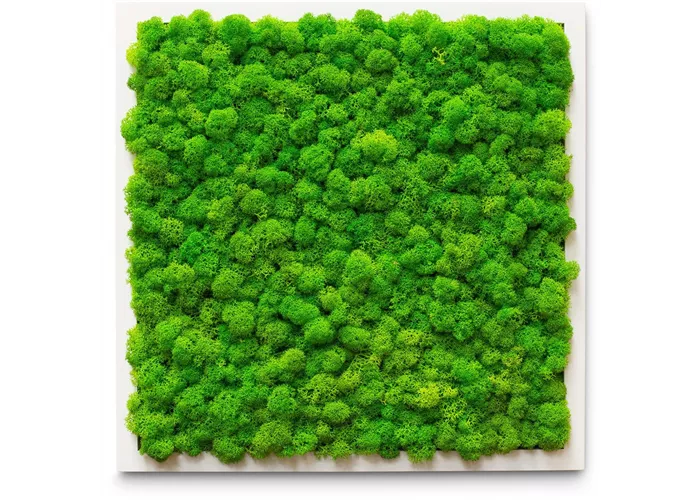 fleur ami PREMIUM Moos-Bild fleur ami PREMIUM Moos-Bild