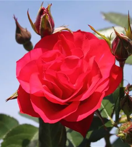 Beetrose 'Black Forest Rose'® Beetrose 'Black Forest Rose'®