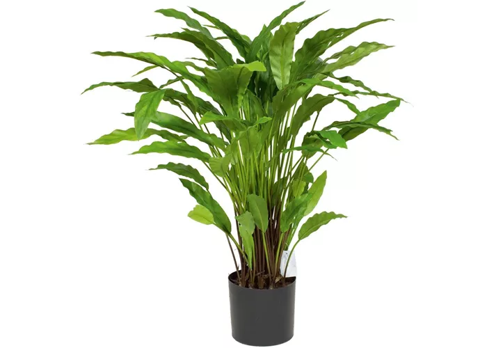 fleur ami CALATHEA Kunstpflanze fleur ami CALATHEA Kunstpflanze