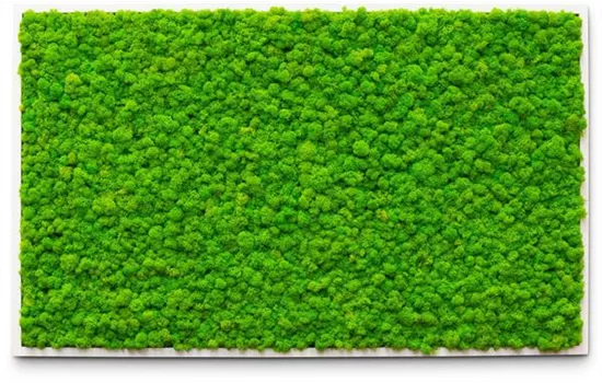 fleur ami PREMIUM Moos-Bild fleur ami PREMIUM Moos-Bild