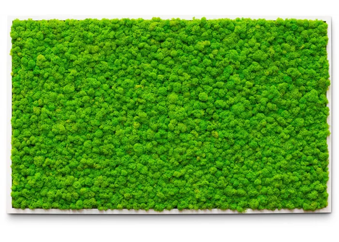 fleur ami PREMIUM Moos-Bild fleur ami PREMIUM Moos-Bild