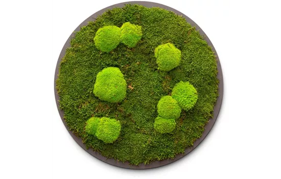 fleur ami PREMIUM Moos-Bild fleur ami PREMIUM Moos-Bild