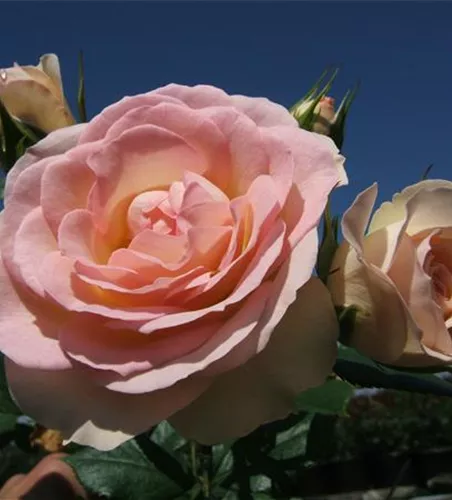 Beetrose 'Garden of Roses'® Beetrose 'Garden of Roses'®