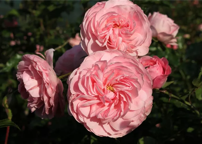 Beetrose 'Larissa'® Beetrose 'Larissa'®