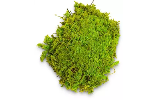 fleur ami PREMIUM BALLENMOOS fleur ami PREMIUM BALLENMOOS