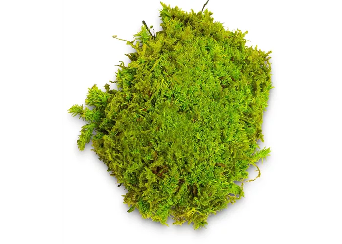 fleur ami PREMIUM BALLENMOOS fleur ami PREMIUM BALLENMOOS