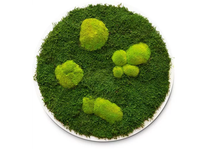 fleur ami PREMIUM Moos-Bild fleur ami PREMIUM Moos-Bild