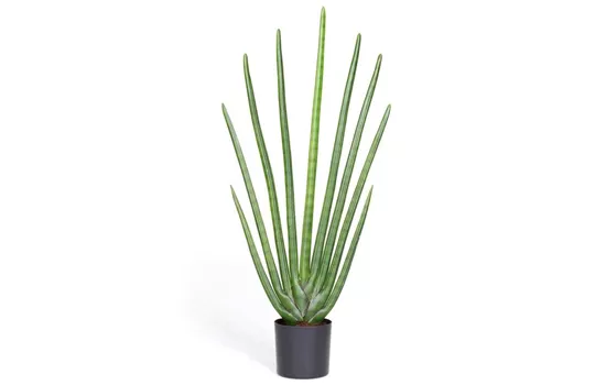 fleur ami SANSEVIERIA CYLINDRICA Kunstpflanze fleur ami SANSEVIERIA CYLINDRICA Kunstpflanze