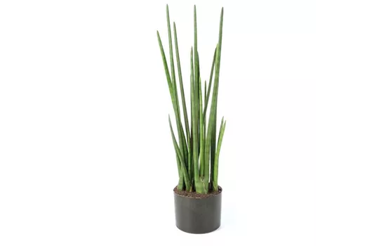 fleur ami SANSEVIERIA CYLINDRICA Kunstpflanze fleur ami SANSEVIERIA CYLINDRICA Kunstpflanze