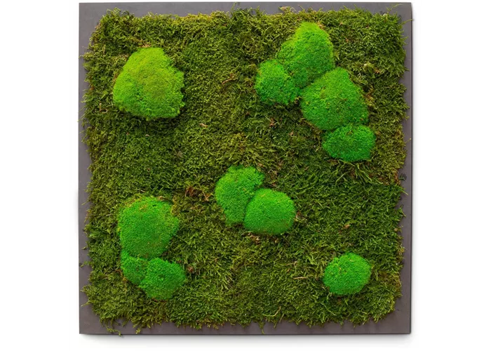 fleur ami PREMIUM Moos-Bild fleur ami PREMIUM Moos-Bild