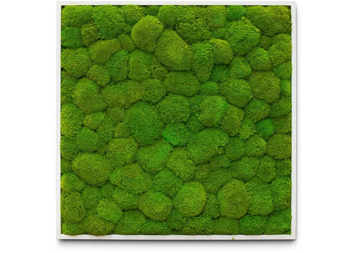 fleur ami PREMIUM Moos-Bild fleur ami PREMIUM Moos-Bild