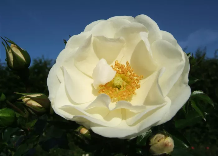 Beetrose 'Innocencia'® Beetrose 'Innocencia'®