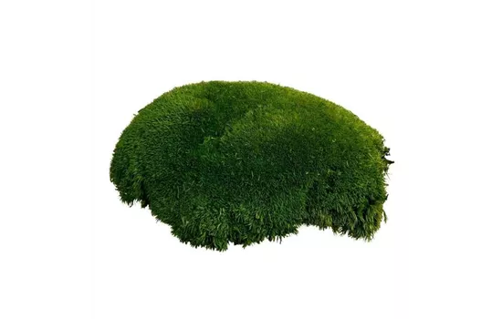 fleur ami PREMIUM BALLENMOOS fleur ami PREMIUM BALLENMOOS