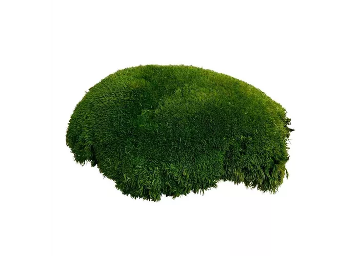 fleur ami PREMIUM BALLENMOOS fleur ami PREMIUM BALLENMOOS