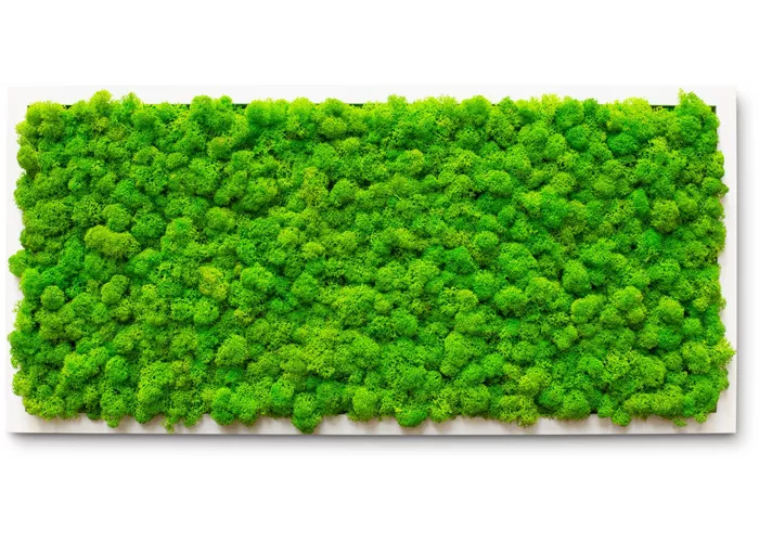 fleur ami PREMIUM Moos-Bild fleur ami PREMIUM Moos-Bild