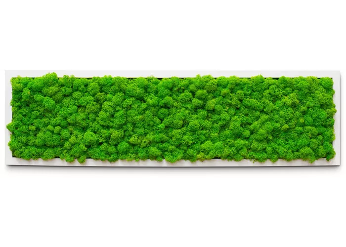 fleur ami PREMIUM Moos-Bild fleur ami PREMIUM Moos-Bild