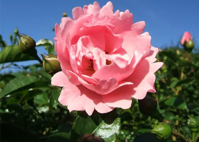 Beetrose 'Sommerwind'® Beetrose 'Sommerwind'®