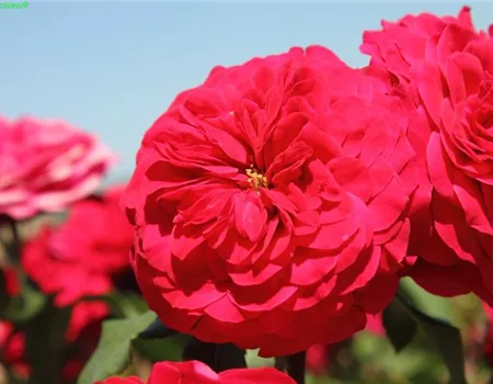 Beetrose 'Rouge Meilove'®