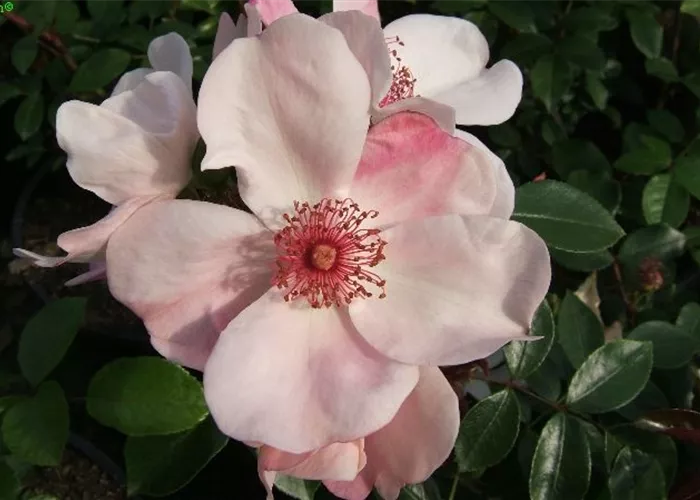 Beetrose 'Sweet Pretty'® Beetrose 'Sweet Pretty'®