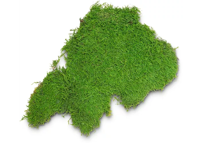 fleur ami PREMIUM FLACHMOOS fleur ami PREMIUM FLACHMOOS