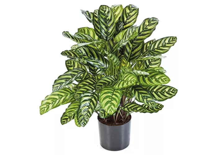 fleur ami CALATHEA Kunstpflanze fleur ami CALATHEA Kunstpflanze