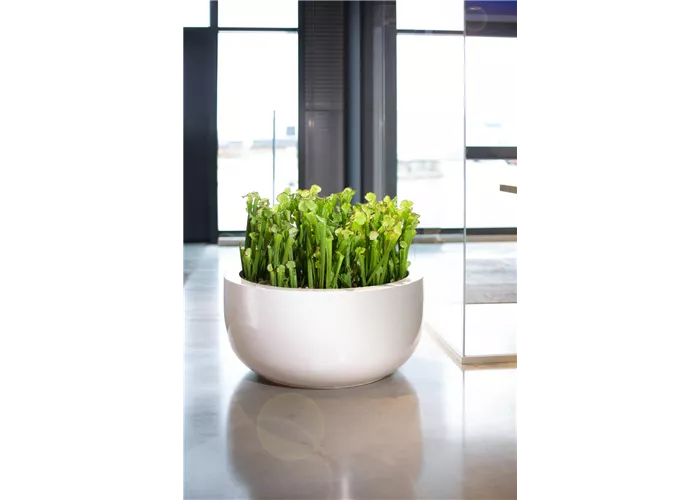 fleur ami PREMIUM CLASSIC Bodengefäß fleur ami PREMIUM CLASSIC Bodengefäß