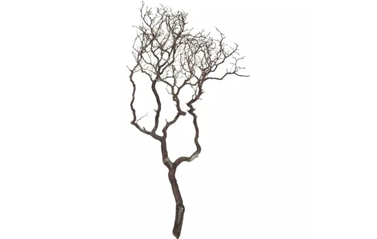 fleur ami Manzanita fleur ami Manzanita