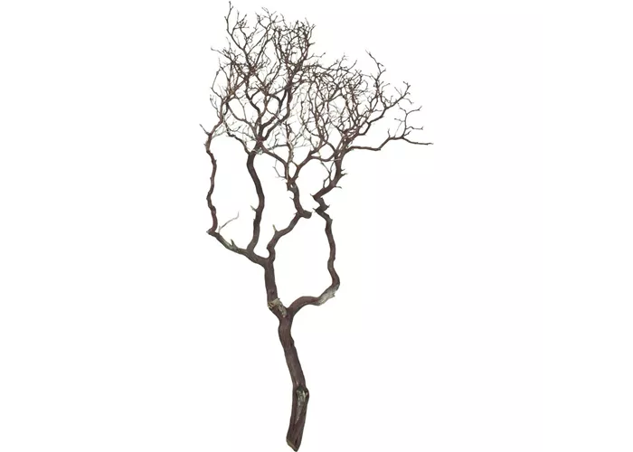 fleur ami Manzanita fleur ami Manzanita