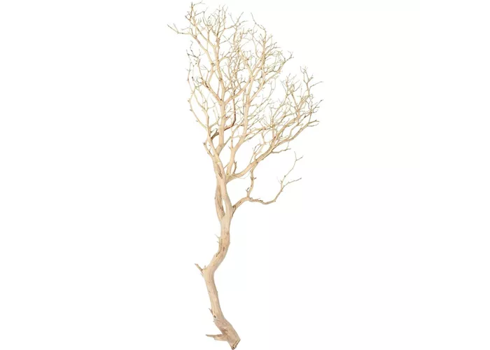 fleur ami Manzanita fleur ami Manzanita
