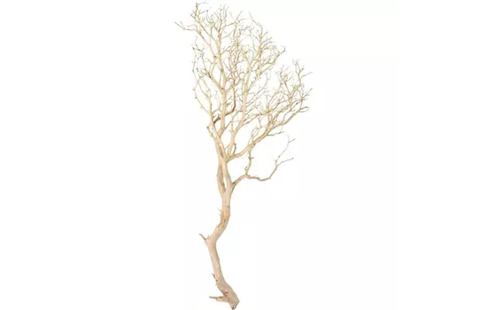 fleur ami Manzanita fleur ami Manzanita