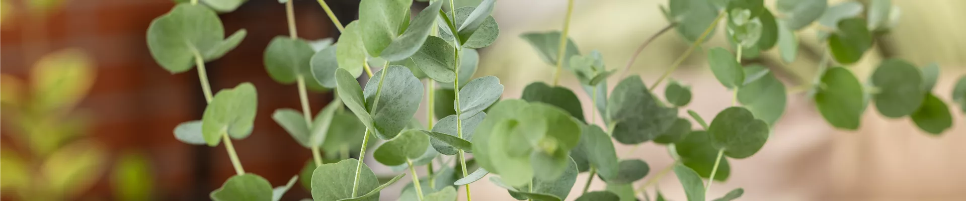 Eucalyptus gunnii 'Azura' Eucalyptus gunnii 'Azura'
