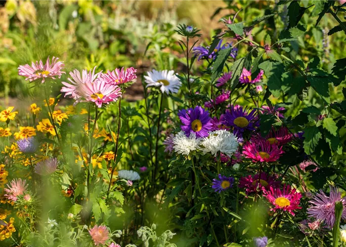Einjährige Blumensamen Einjährige Blumensamen