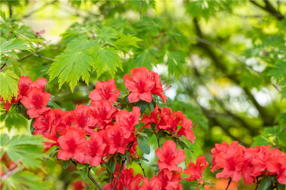 Gartengestaltung mit Rhododendron - Schnheit im Garten - Grtnerei R. & O.  Hoevels GbR