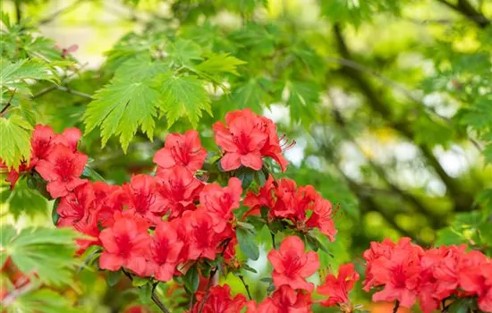 Gartengestaltung mit Rhododendron - Schönheit im Garten Gartengestaltung mit Rhododendron - Schönheit im Garten
