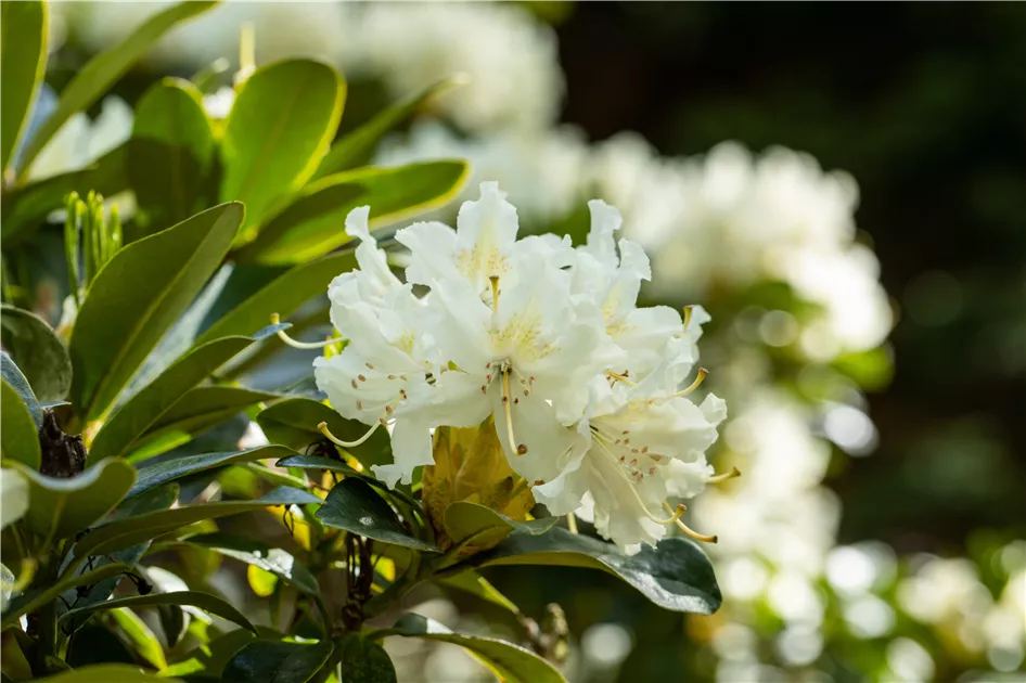 Gartengestaltung mit Rhododendron - Schnheit im Garten - Grtnerei R. & O.  Hoevels GbR