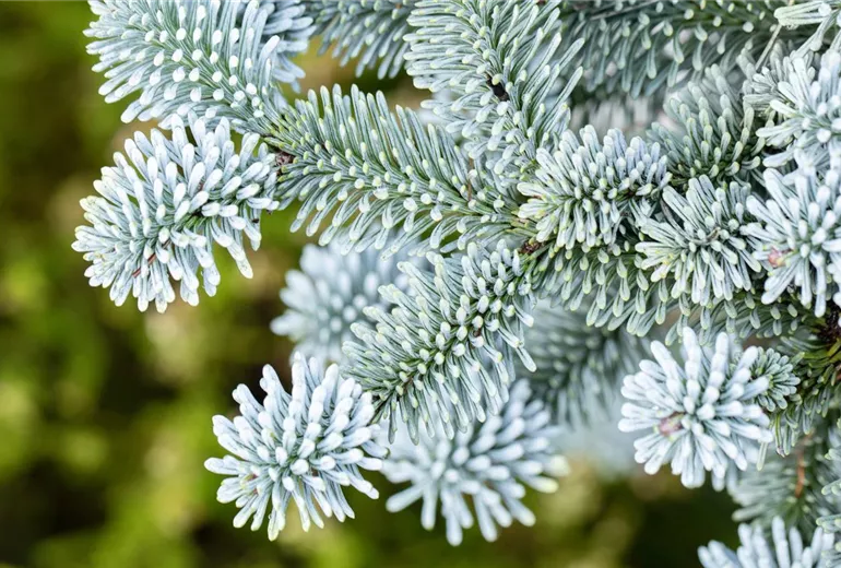 Abies procera 'Blaue Hexe'