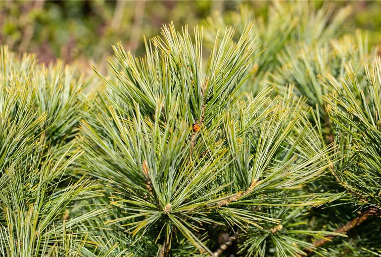 Pinus strobus 'Minima'
