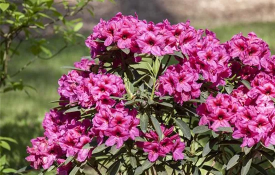 Rhododendron schneiden und pflegen – so gelingt es Rhododendron schneiden und pflegen – so gelingt es