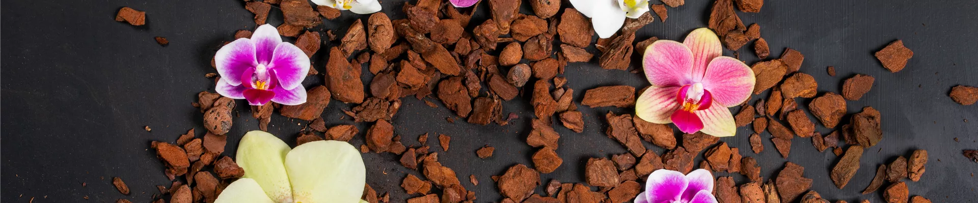 Orchidaceae Orchidaceae