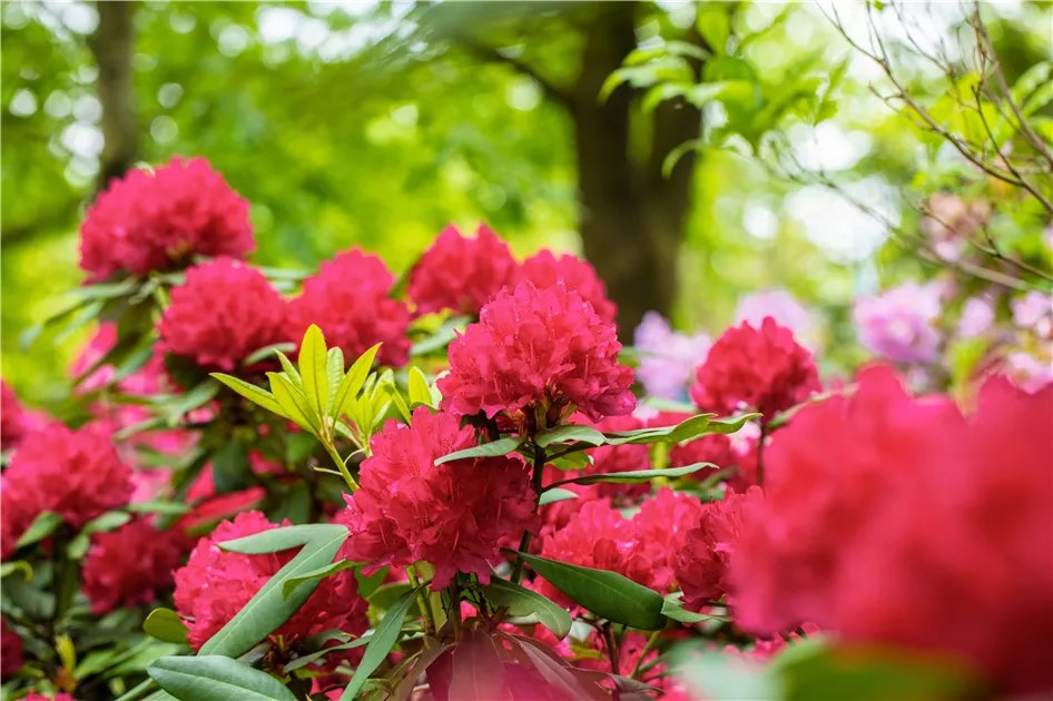 Schn und anspruchsvoll: Rhododendron pflanzen im eigenen Garten -  Grtnerei R. & O. Hoevels GbR