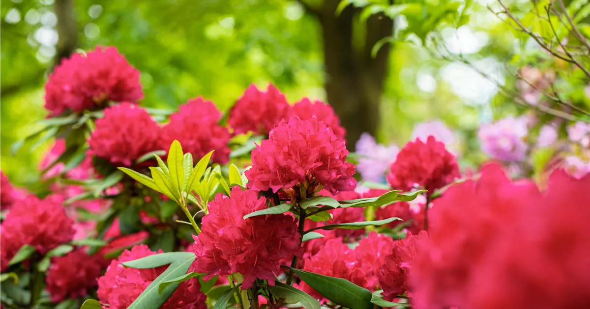 Schn und anspruchsvoll: Rhododendron pflanzen im eigenen Garten -  Grtnerei R. & O. Hoevels GbR