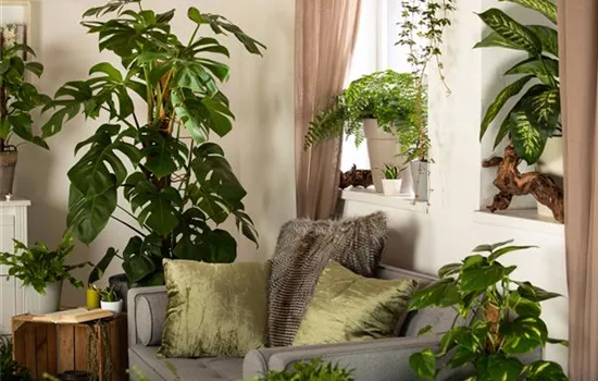 Dekorative Zimmerpflanzen bringen den Urban Jungle ins Haus Dekorative Zimmerpflanzen bringen den Urban Jungle ins Haus