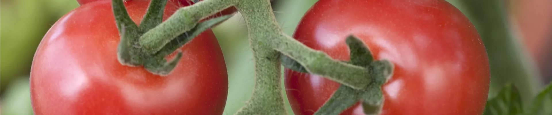 Solanum lycopersicum