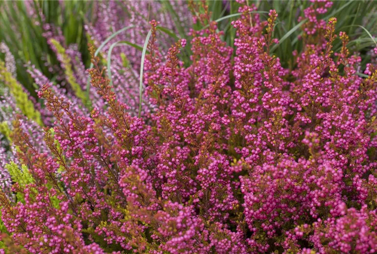 Heide Arrangement