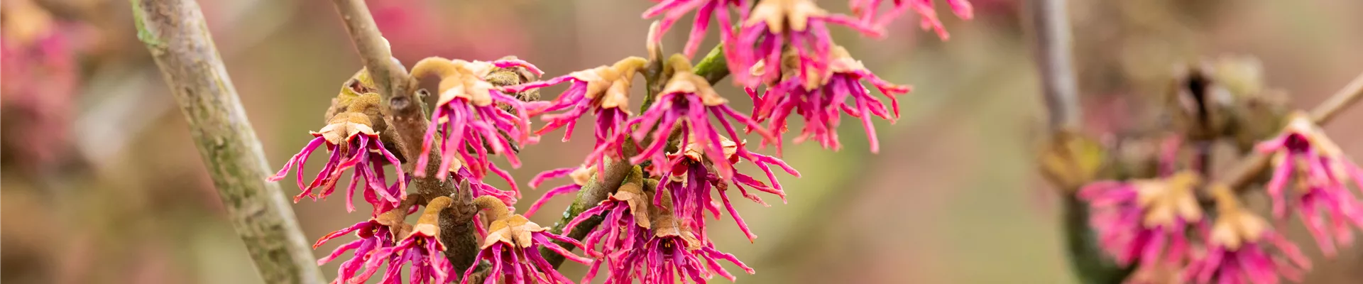 Hamamelis vernalis 'Amethyst'